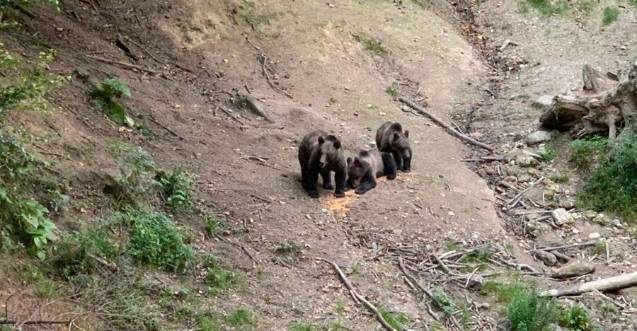 From Brasov: Bear Watching in the Wild - From Brasov into the forest: the ride that sets the stage