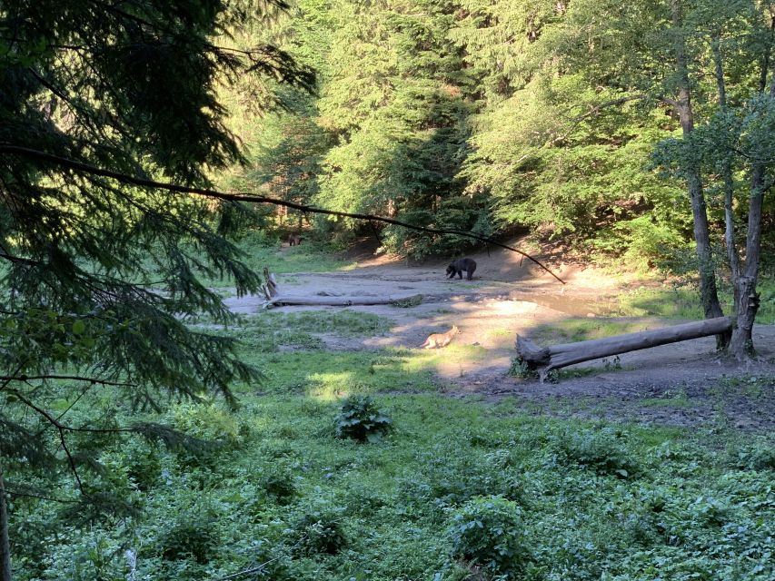 From Brasov: Bear Watching in the Wild - The observatory viewing time: where your photos and patience pay off