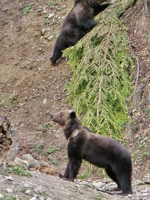 From Brasov: Bear Watching in the Wild - What you might see besides bears: the local cast