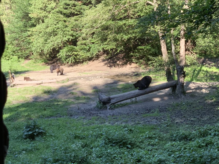 From Brasov: Bear Watching in the Wild - Price and value: what $117 buys you (and what it doesn’t)