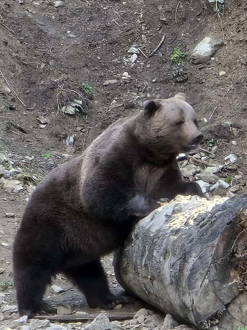 From Brasov: Bear Watching in the Wild - Comfort, footwear, and the little rules that matter