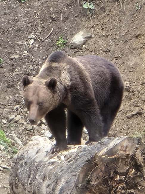 From Brasov: Bear Watching in the Wild - Who this tour is best for in Brasov