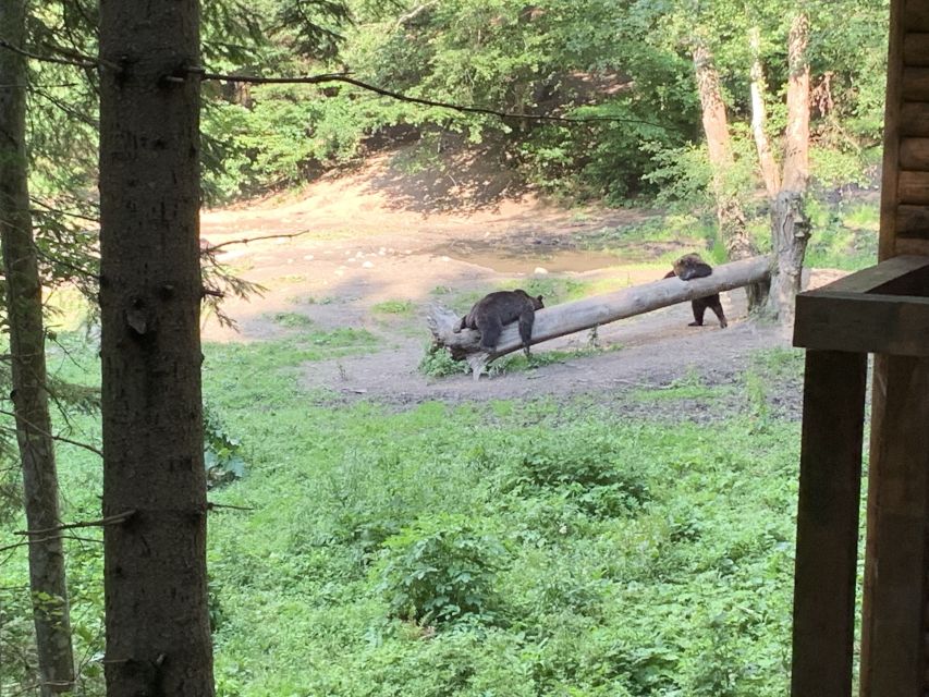 From Brasov: Bear Watching in the Wild - Ranger rules and responsible viewing: safety first, always