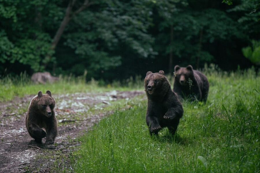 From Brasov: Brown Bear Watching in the Carpathian Mountains - Key things that make this tour work