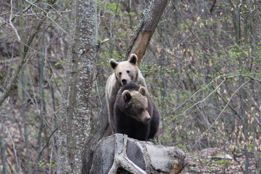 From Brasov: Brown Bear Watching in the Carpathian Mountains - What the forest walk and hide time are like, timing-wise