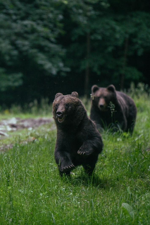 From Brasov: Brown Bear Watching in the Carpathian Mountains - Meeting at the George Baritiu statue, then straight into the mountains