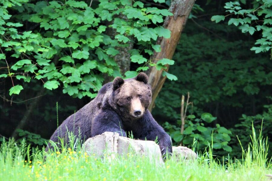 From Brasov: Brown Bear Watching in the Carpathian Mountains - Two hours in bear country: what actually happens at the hide