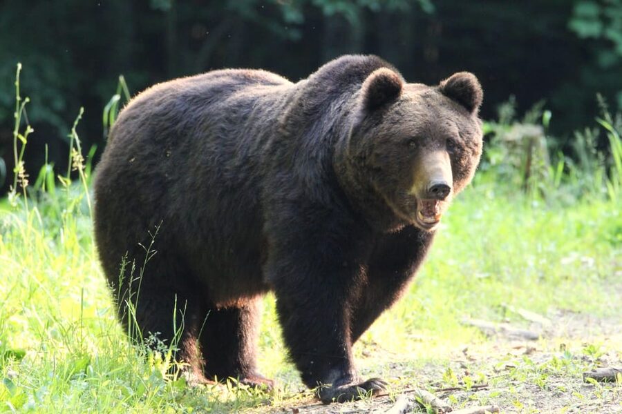 From Brasov: Brown Bear Watching in the Carpathian Mountains - Why Romania’s brown bears are a big deal
