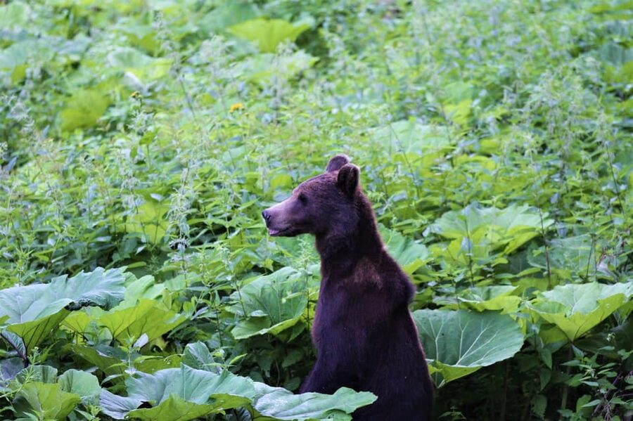 From Brasov: Brown Bear Watching in the Carpathian Mountains - The feeding question: why it happens and why it is handled carefully