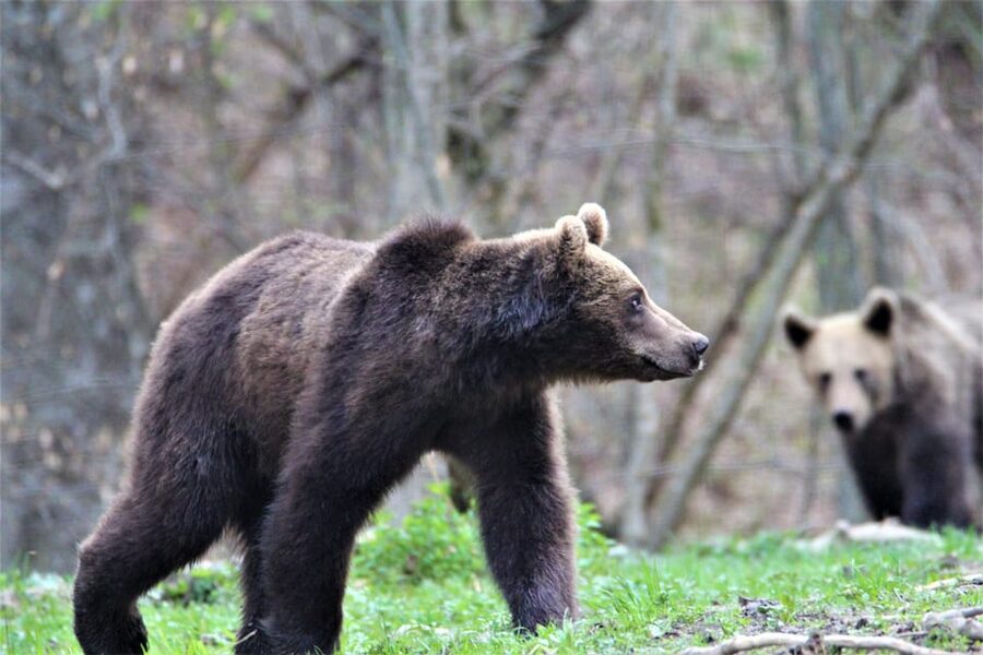 From Brasov: Brown Bear Watching in the Carpathian Mountains - What guides do during the wait (and why you should listen)