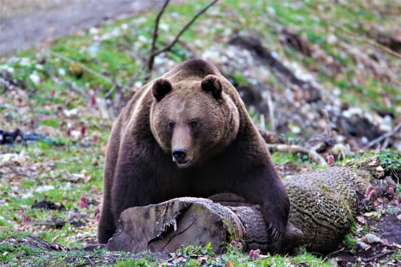 From Brasov: Brown Bear Watching in the Carpathian Mountains - Photo and behavior rules that keep the viewing ethical