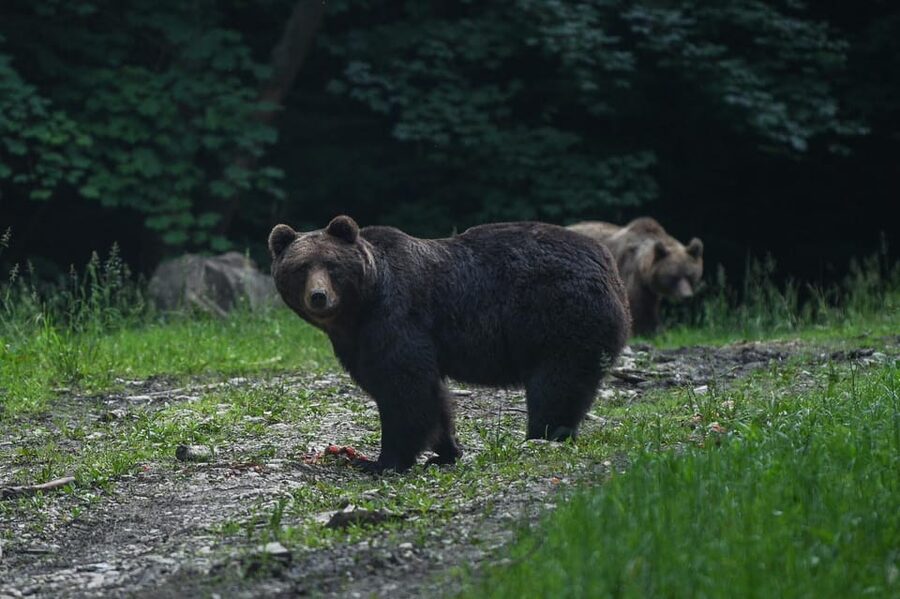 From Brasov: Brown Bear Watching in the Carpathian Mountains - The 40-minute drive that sets your viewing odds