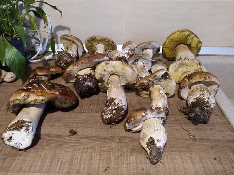 From Brasov: Half-Day Foraging Lesson - Key Things to Know Before You Go