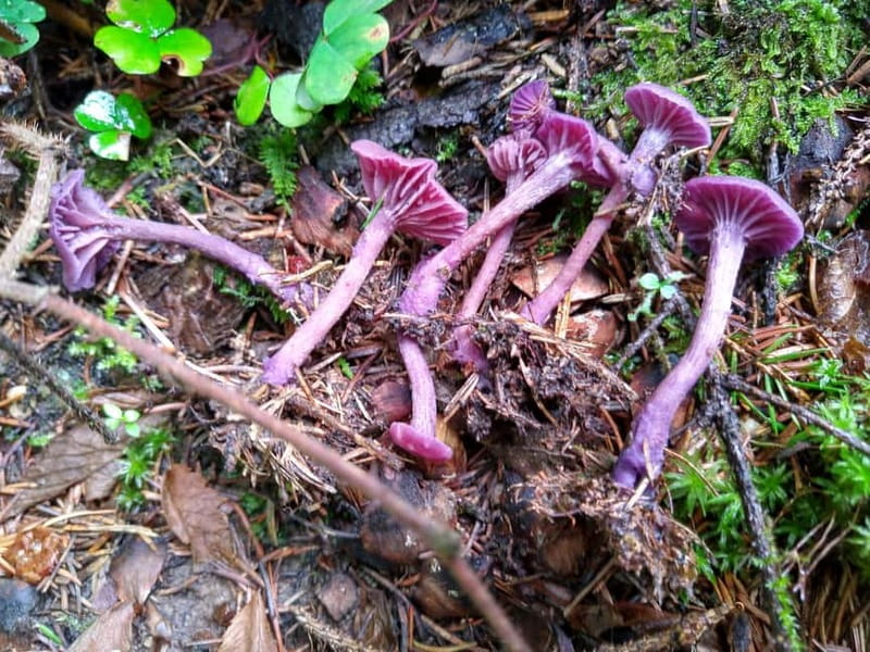 From Brasov: Half-Day Foraging Lesson - Who This Half-Day Foraging Lesson Is Best For
