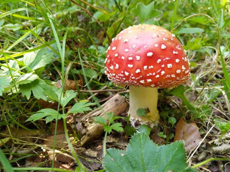 From Brasov: Half-Day Foraging Lesson - Foraging Near Brasov: What You Actually Do in Five Hours