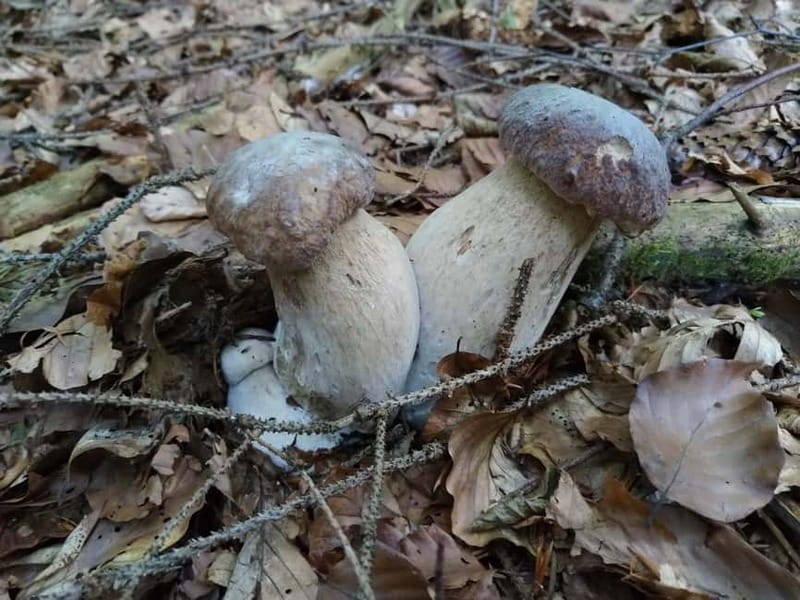 From Brasov: Half-Day Foraging Lesson - How the Mushroom Training Works (Edible vs Poisonous)