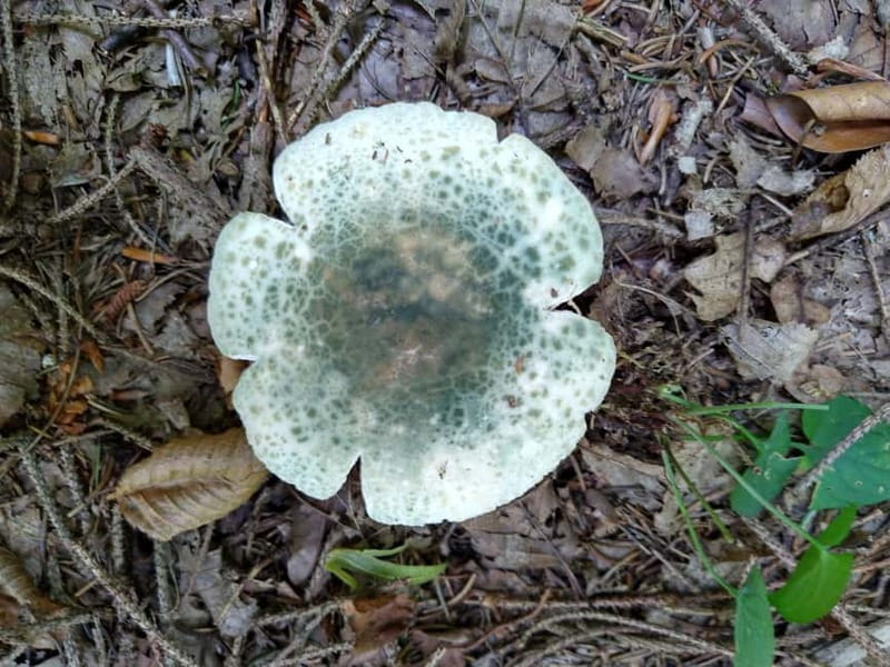 From Brasov: Half-Day Foraging Lesson - Spotting Wild Plants and Forest Fruits Without Guessing