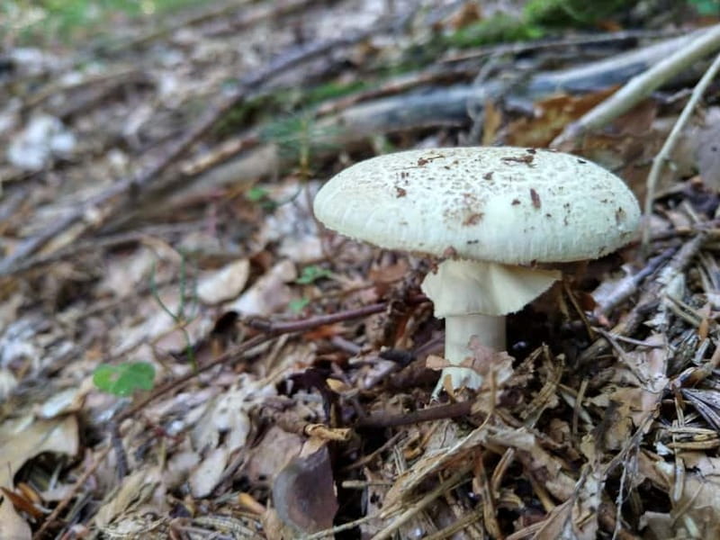 From Brasov: Half-Day Foraging Lesson - The Walk: Uneven Ground, Moderate Fitness, and Timing