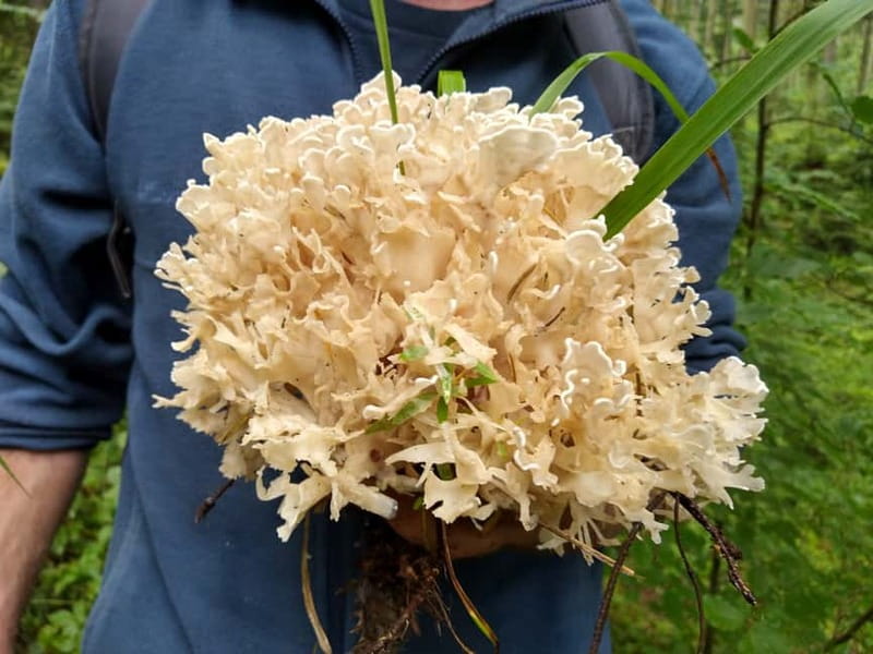 From Brasov: Half-Day Foraging Lesson - What’s Included and What You Must Bring (Food, Drinks, Daypack)