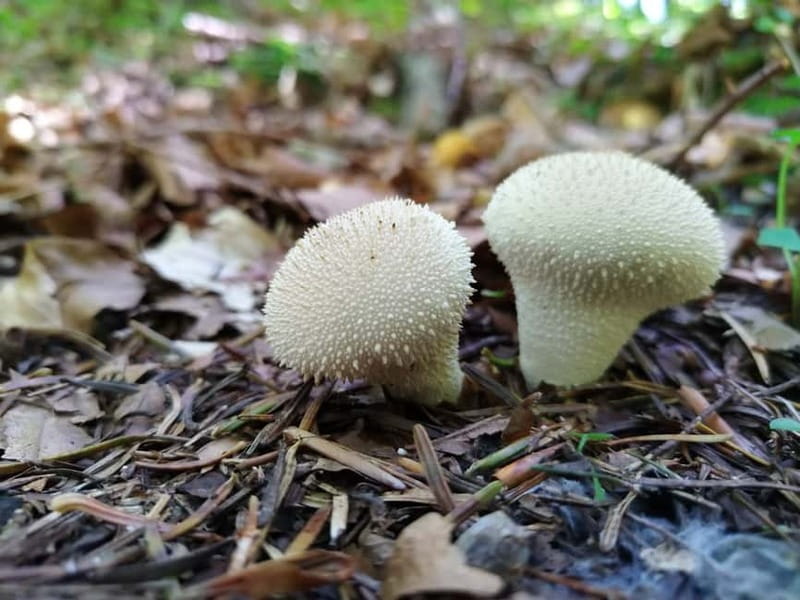 From Brasov: Half-Day Foraging Lesson - Price and Value at $189: When This Tour Makes Sense