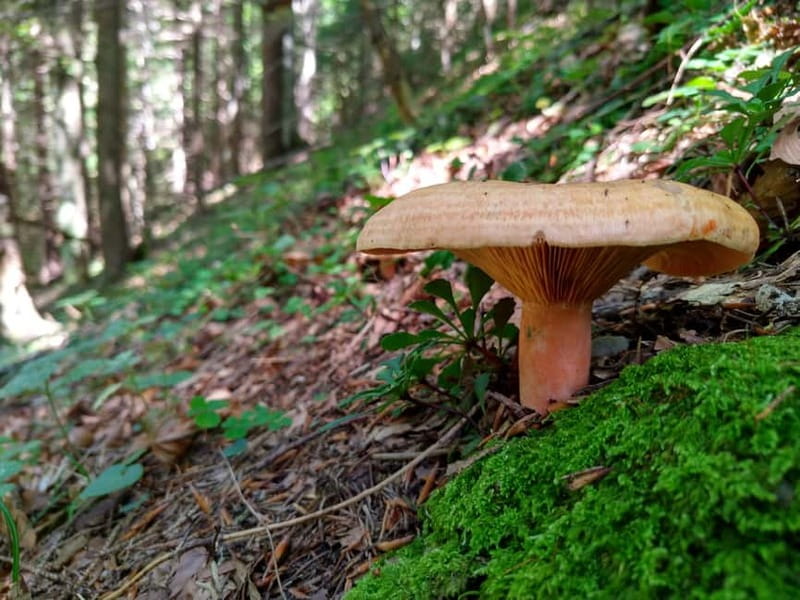 From Brasov: Half-Day Foraging Lesson - The Lesson Starts With Rules, Not Temptation