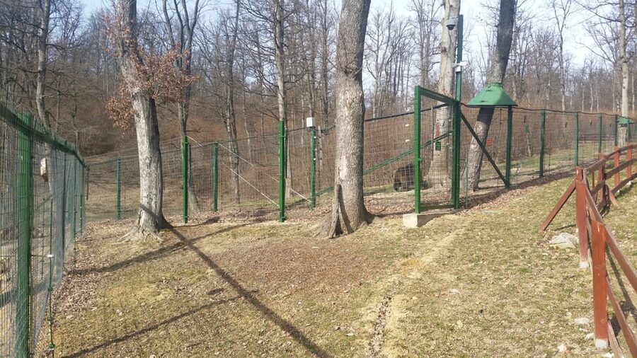 From Brasov: Libearty Bear Sanctuary Guided Tour - A Few Planning Tips That Make the Experience Easier