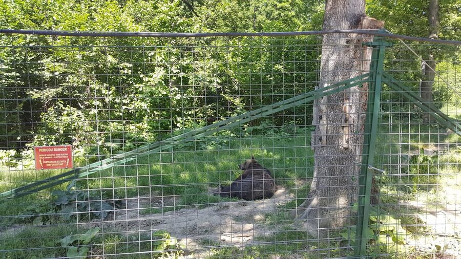 From Brasov: Libearty Bear Sanctuary Guided Tour - Brasov to Zarnesti, With Comfort Built In