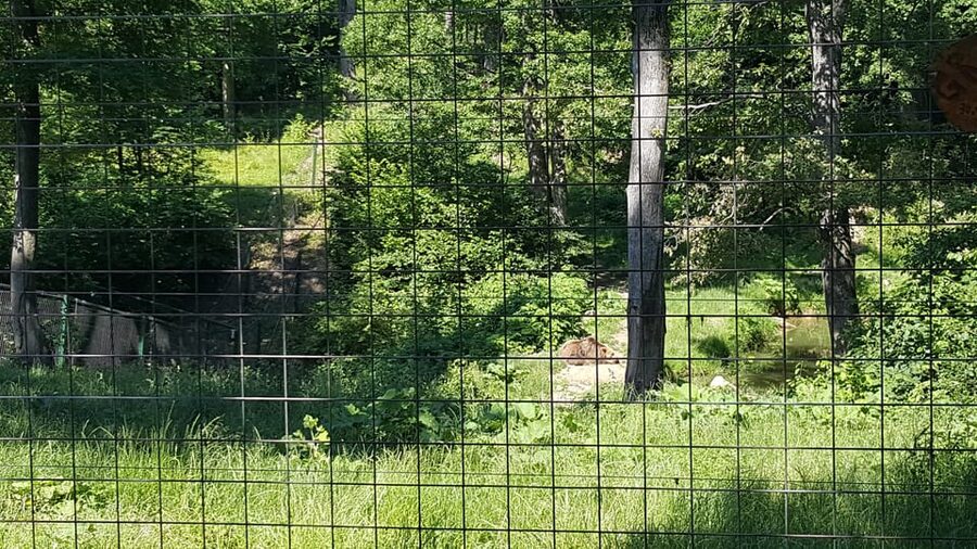From Brasov: Libearty Bear Sanctuary Guided Tour - 60 Hectares of Forest Home, Not a Zoo Stop