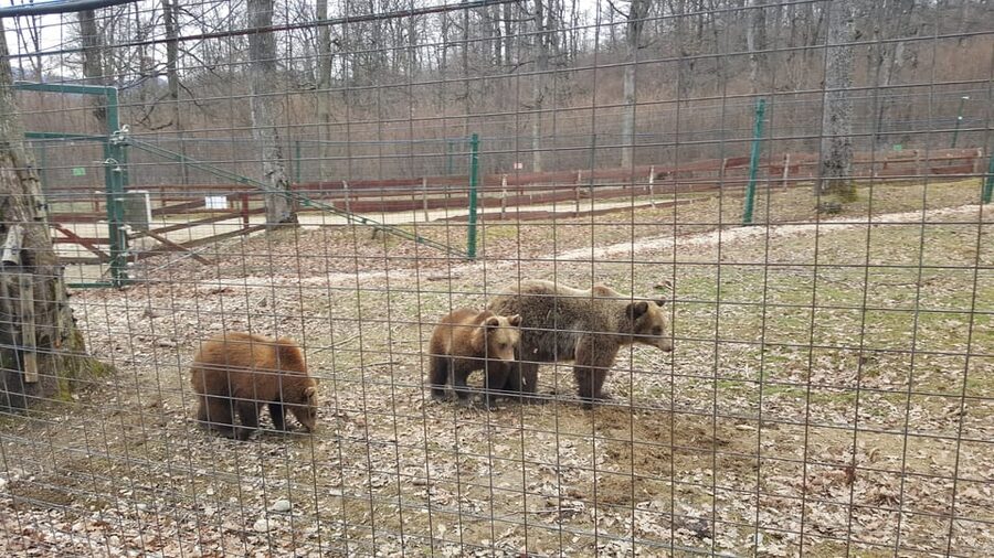 From Brasov: Libearty Bear Sanctuary Guided Tour - Bear Etiquette Rules You Actually Have to Follow