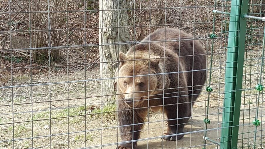 From Brasov: Libearty Bear Sanctuary Guided Tour - Timing: How the Day Flows in 3 Hours