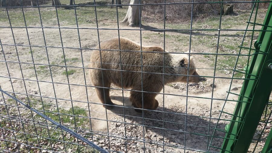 From Brasov: Libearty Bear Sanctuary Guided Tour - Price and Value: Is $92 a Smart Spend?