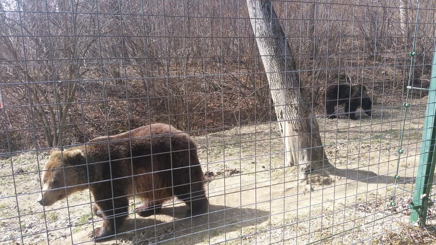 From Brasov: Libearty Bear Sanctuary Guided Tour - Small Group Reality, and How to Get the Best Seat in the Forest