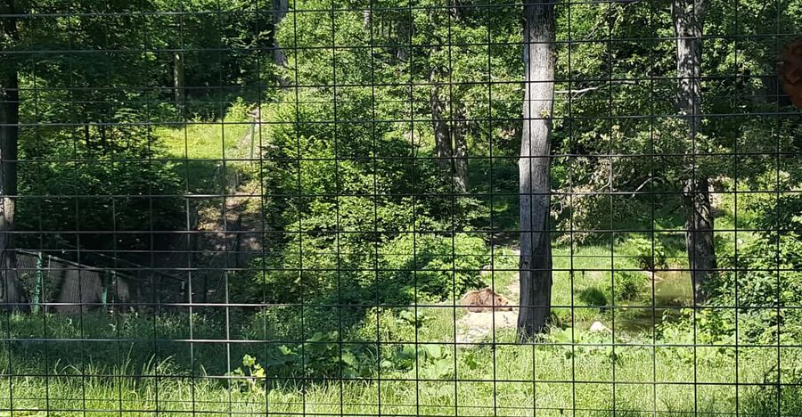 From Brasov: Libearty Bear Sanctuary Guided Tour - Who This Tour Suits Best (and Who Might Reconsider)