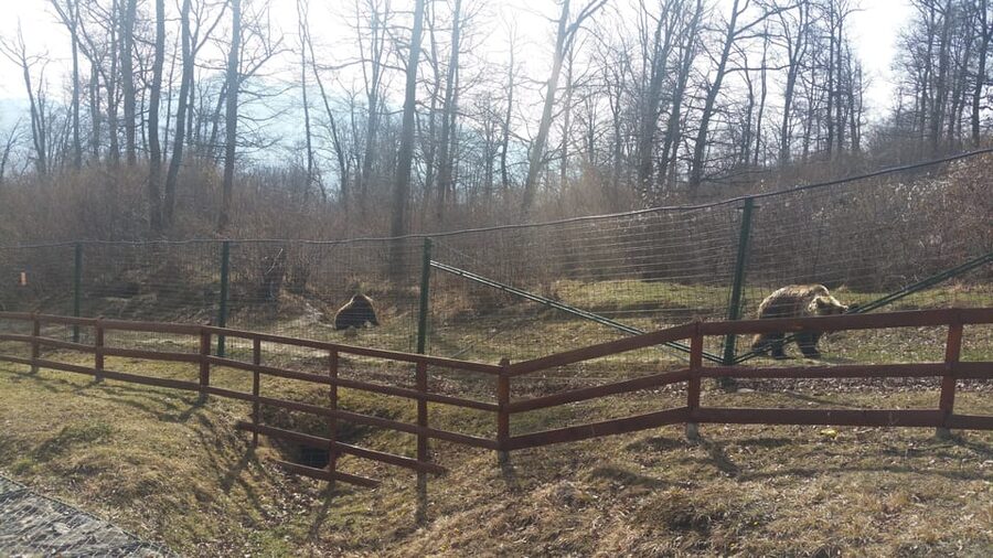 From Brasov: Libearty Bear Sanctuary Guided Tour - The Sanctuary Walk: What Makes the Tour Worth It