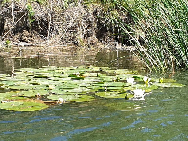 From Bucharest: 2-Day Danube Delta Wonders Small Group Tour - Murighiol boat tour: 3 hours of birds, reed beds, and lakes