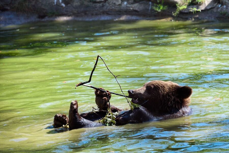 From Bucharest: Bear Sanctuary and Dracula Castle Day Tour - Key things I’d watch for before you go