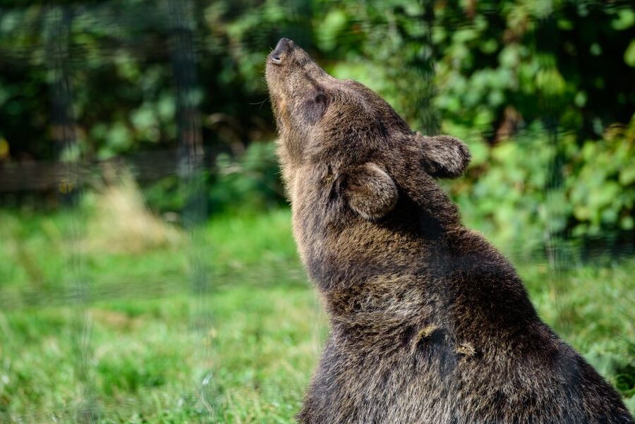 From Bucharest: Bear Sanctuary and Dracula Castle Day Tour - From Bucharest to Transylvania: how the whole day is timed