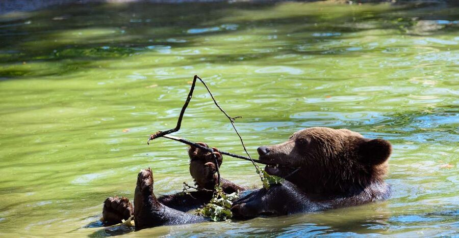 From Bucharest: Bear Sanctuary and Dracula Castle Day Tour - Bran Castle and Dracula The Impaler: what you’ll actually do there