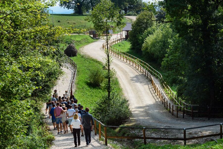 From Bucharest: Bear Sanctuary and Dracula Castle Day Tour - Pickup, small group size, and your English-speaking guide