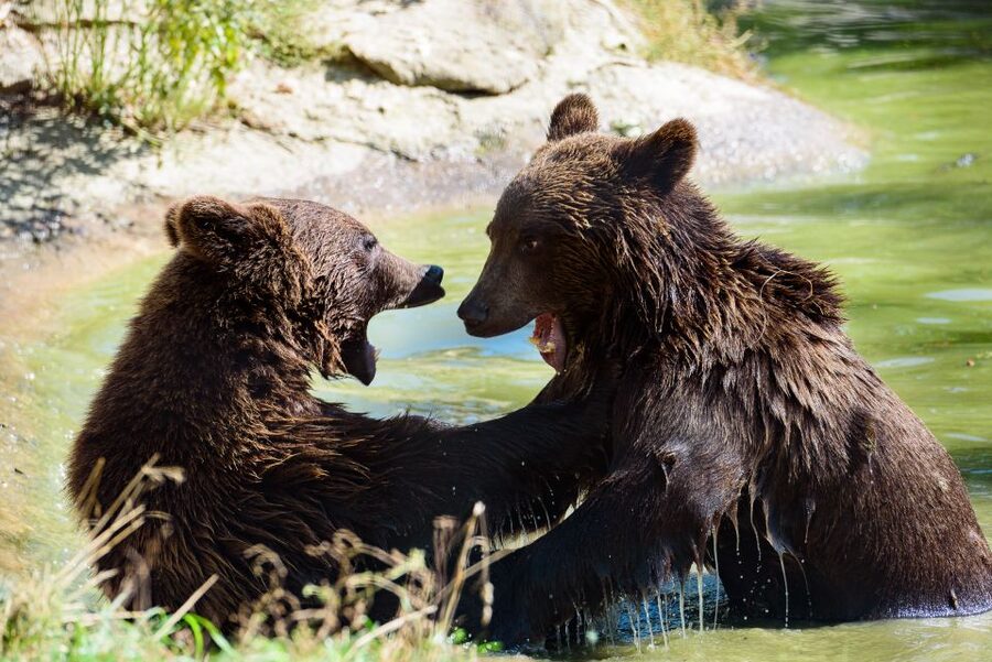 From Bucharest: Bear Sanctuary and Dracula Castle Day Tour - Price and value: is $346 per person worth it?