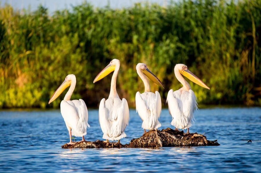 From Bucharest: Day Trip to Danube Delta - Key things to know before you go