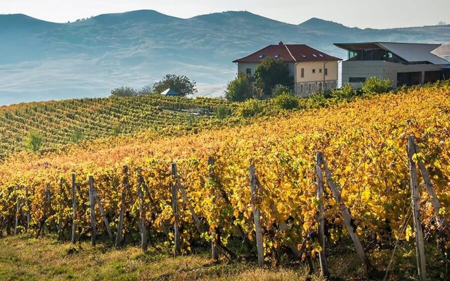 From Bucharest: Exclusive Dealu Mare Wine Tasting Tour - Dealu Mare from Bucharest: the wine-road day trip that actually feels like a journey