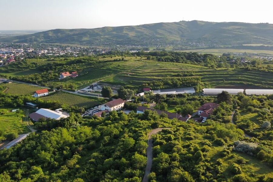 From Bucharest: Exclusive Dealu Mare Wine Tasting Tour - What you’ll taste: 12 wines, plus pairing that’s designed to teach you