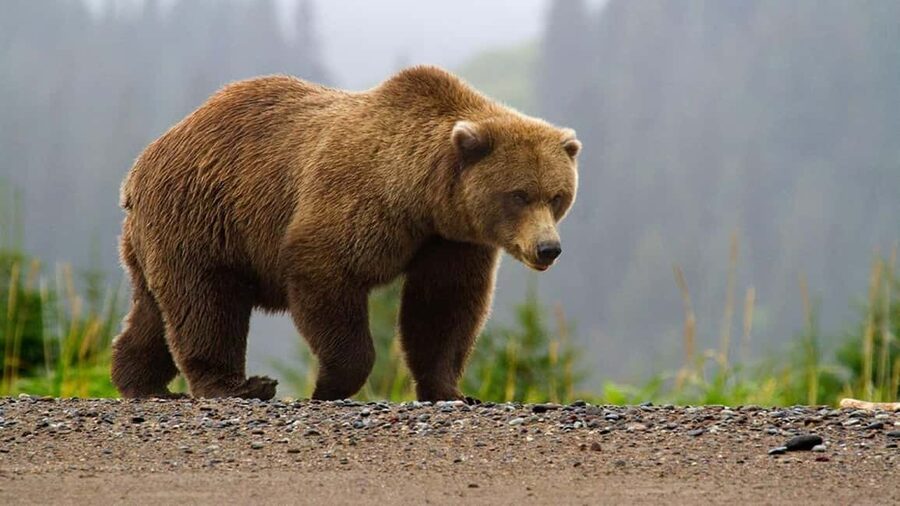 From Bucharest: Făgăraș Mountains and Bear Watching Tour - The day starts at Montrek Sport and stays tightly paced