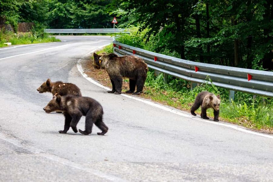 From Bucharest: Făgăraș Mountains and Bear Watching Tour - Poenari Fortress and Vlad the Impaler: the climb is the story