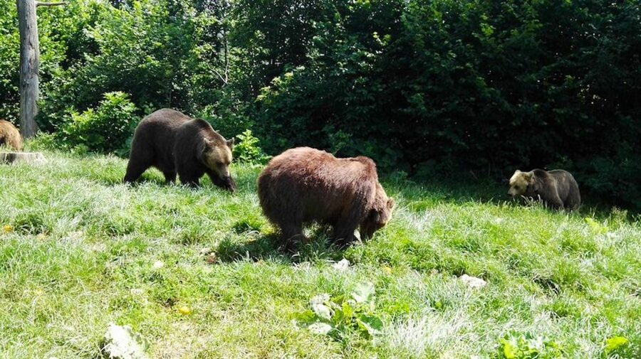 From Bucharest: Libearty Bear Sanctuary and Dracula's Castle - The lunch and street food rhythm: small choices that keep you moving