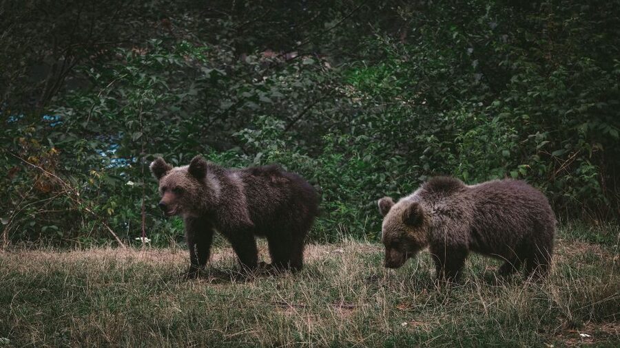 From Bucharest: Libearty Bear Sanctuary and Dracula's Castle - Bran Castle: more than Dracula posters, it is a real fortress you can read