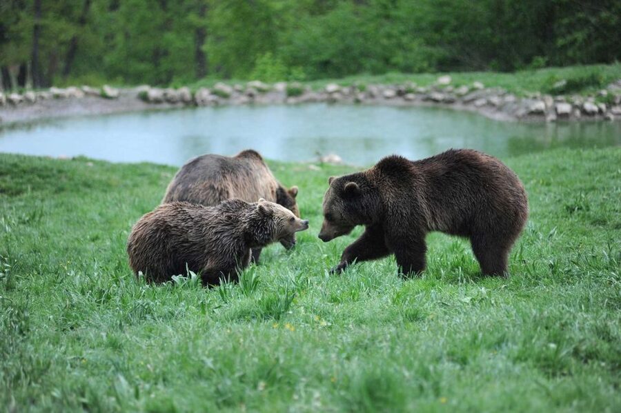 From Bucharest: Libearty Bear Sanctuary and Dracula's Castle - Crowds, walking, and smart timing tips for a smoother day