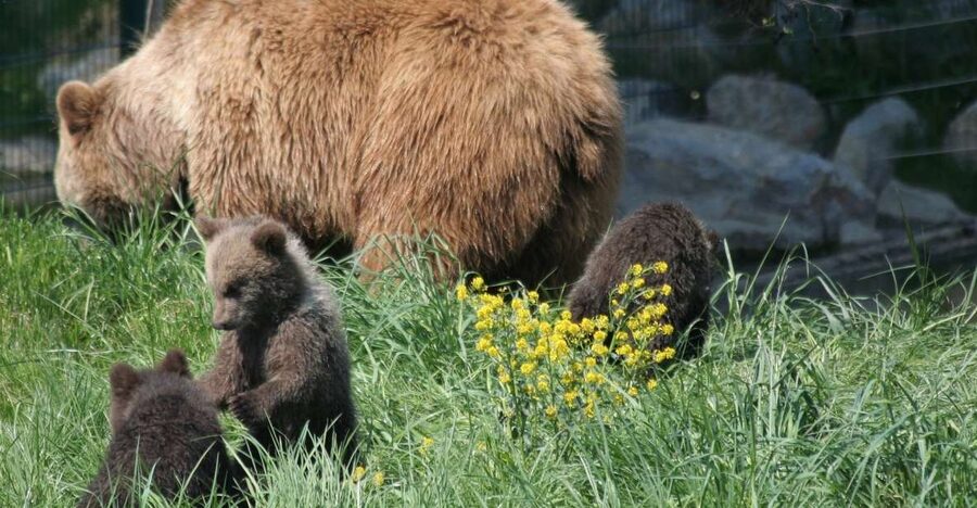 From Bucharest: Libearty Bear Sanctuary and Dracula's Castle - Value and price: is $159 a fair trade for a full day?