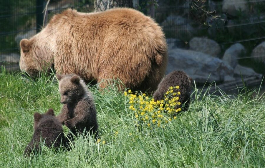 From Bucharest: Libearty Bear Sanctuary and Dracula's Castle - Libearty Bear Sanctuary in Zarnesti: why ethical bear viewing changes the whole day